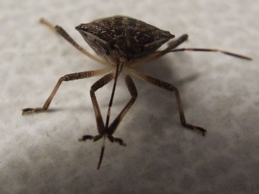 Pentatomidae: Halyomorpha halys